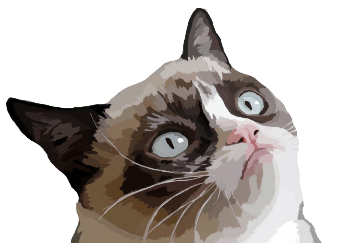 Grumpy Face Cat Free Download PNG HD Transparent PNG Image