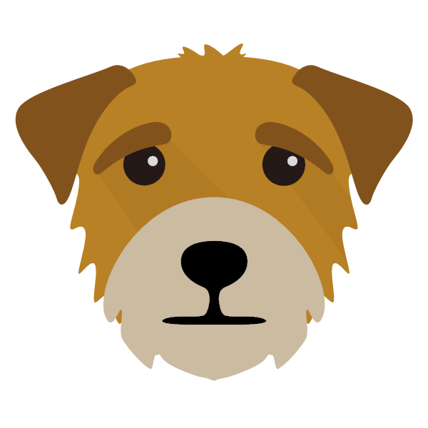 Cute Border Breed Whiskers Dog Blonde Terrier Transparent PNG Image