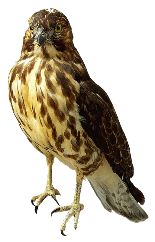 Falcon Transparent Transparent PNG Image