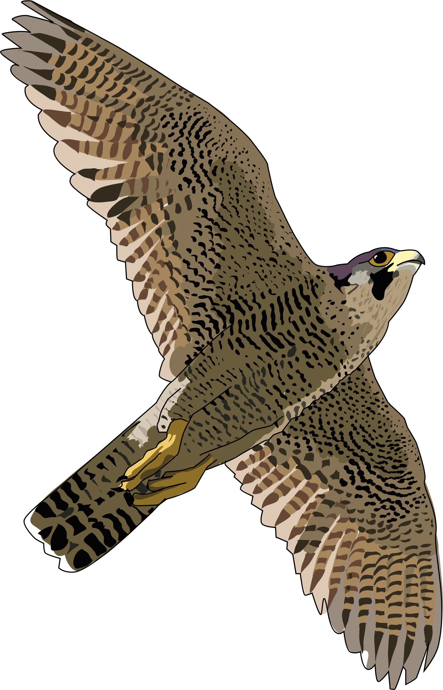 Falcon Free Download Png Transparent PNG Image