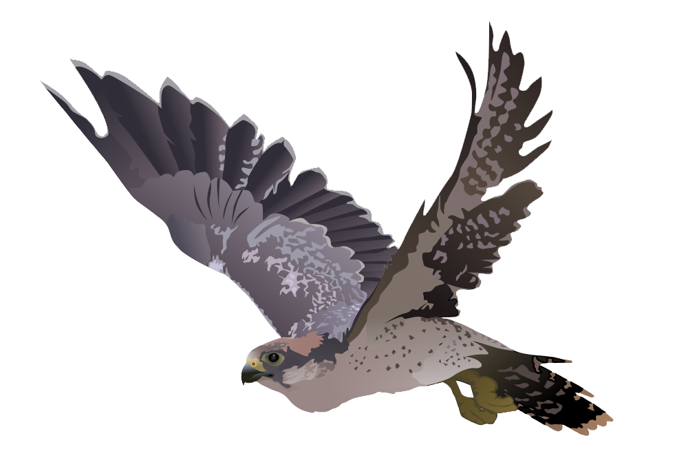 Falcon Transparent Image Transparent PNG Image