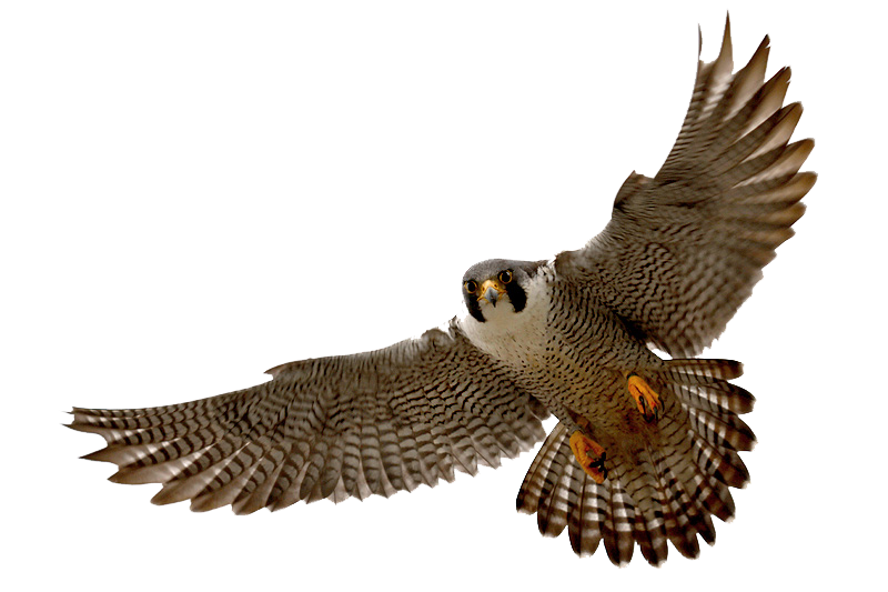 Falcon Clipart Transparent PNG Image