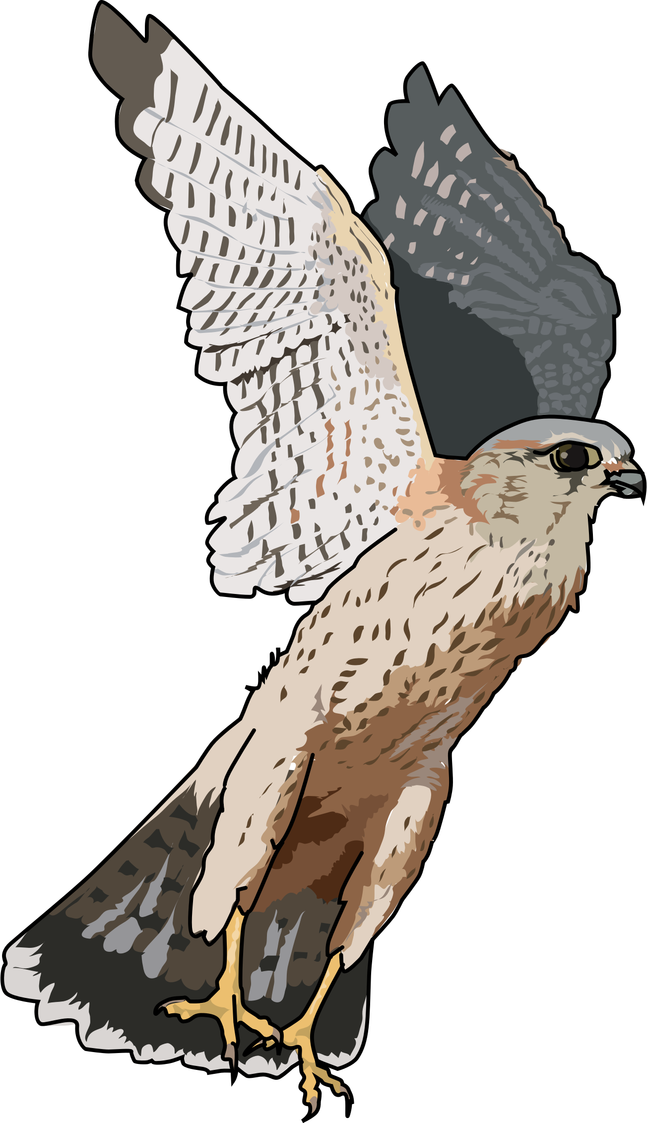 Falcon Transparent Transparent PNG Image