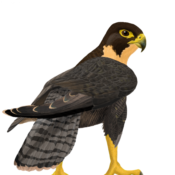 Falcon Free Png Image Transparent PNG Image