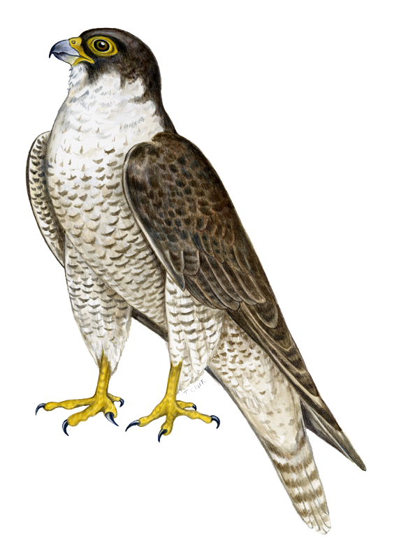 Falcon Png Transparent PNG Image