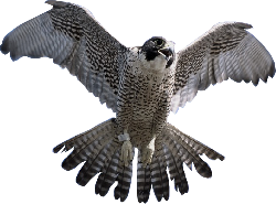 Falcon Png Clipart Transparent PNG Image