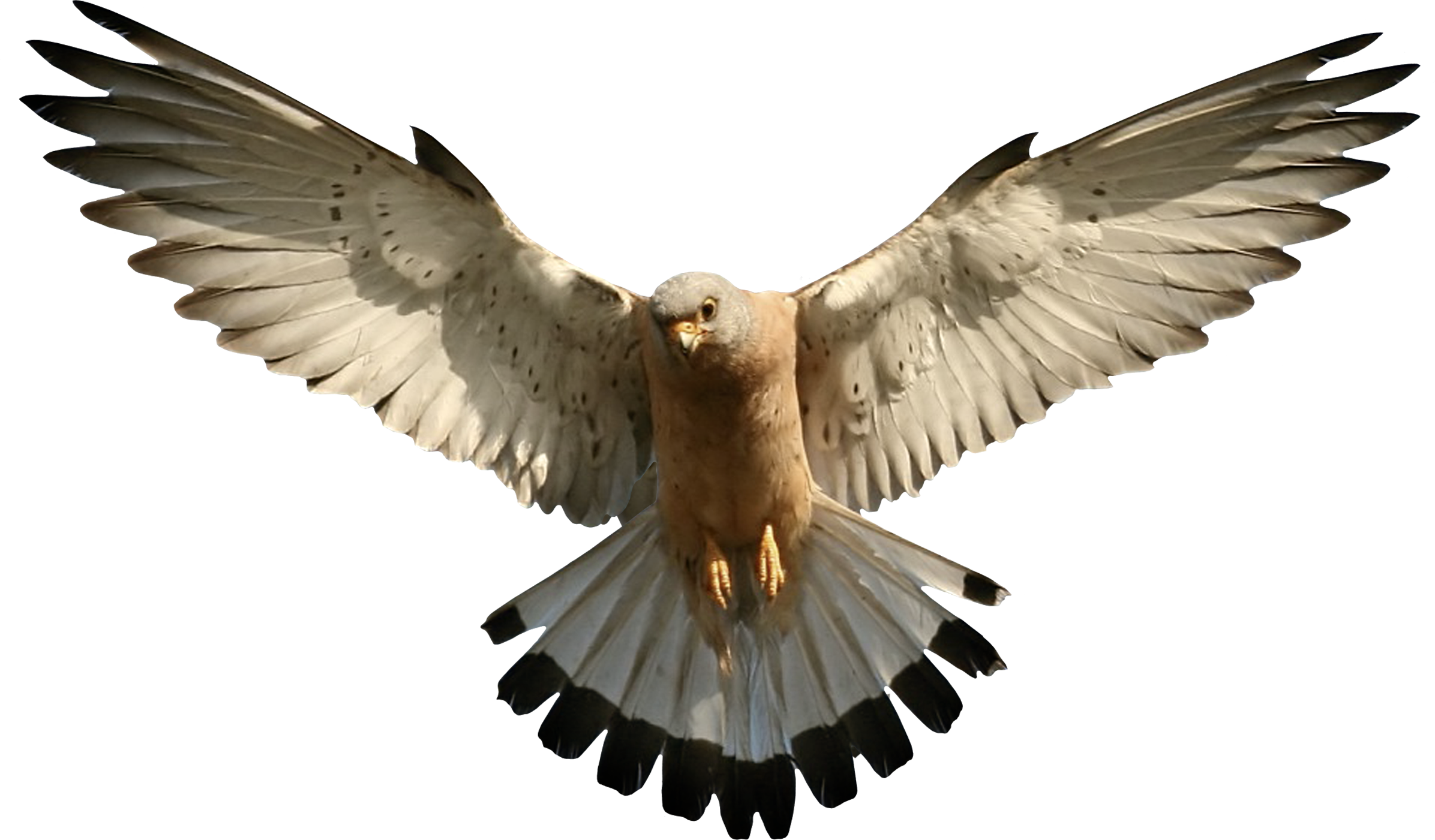 Falcon Picture Transparent PNG Image