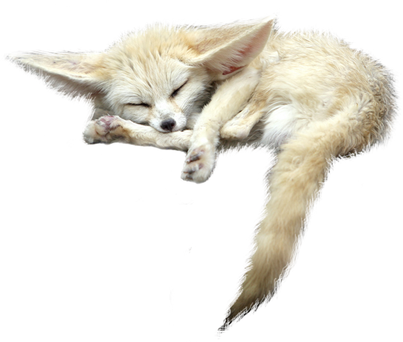 Fennec Fox File Transparent PNG Image