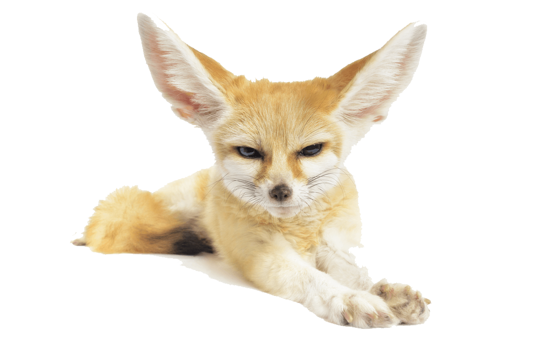 Fennec Fox Transparent PNG Image