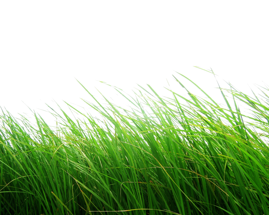 Field Grass Agriculture Free HD Image Transparent PNG Image