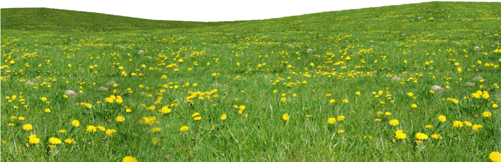 Field Grass Agriculture Free Clipart HD Transparent PNG Image