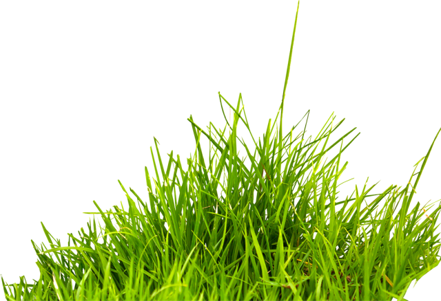 Field Grass Agriculture Photos Free Download PNG HQ Transparent PNG Image