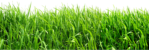 Field Green Download HD Transparent PNG Image