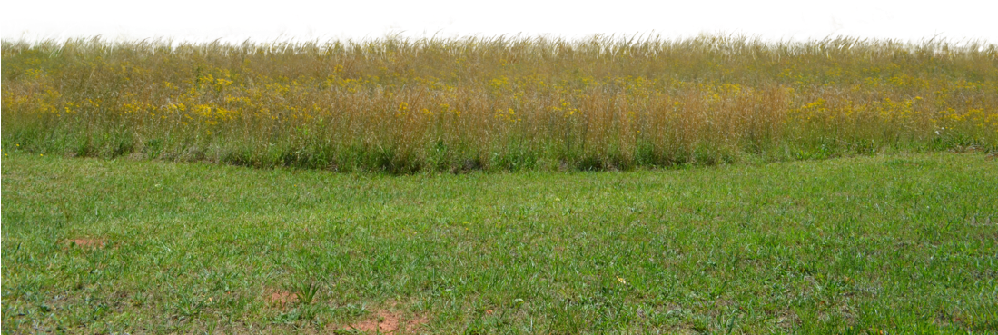 Field Grass Landscape Download Free Image Transparent PNG Image