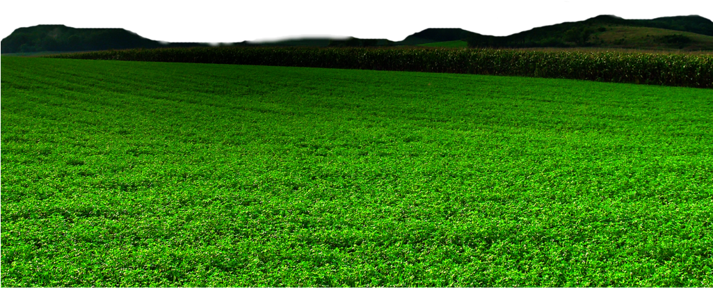 Field Grass Landscape Free Transparent Image HD Transparent PNG Image