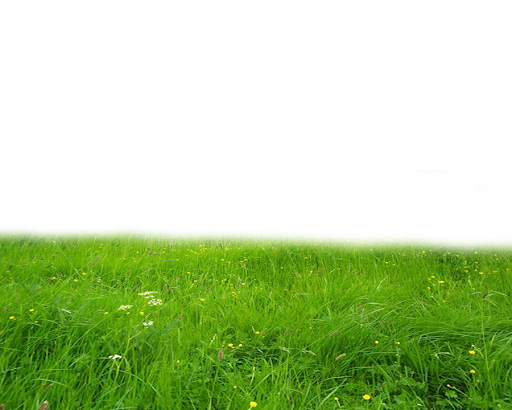 Summer Green Field PNG Free Photo Transparent PNG Image