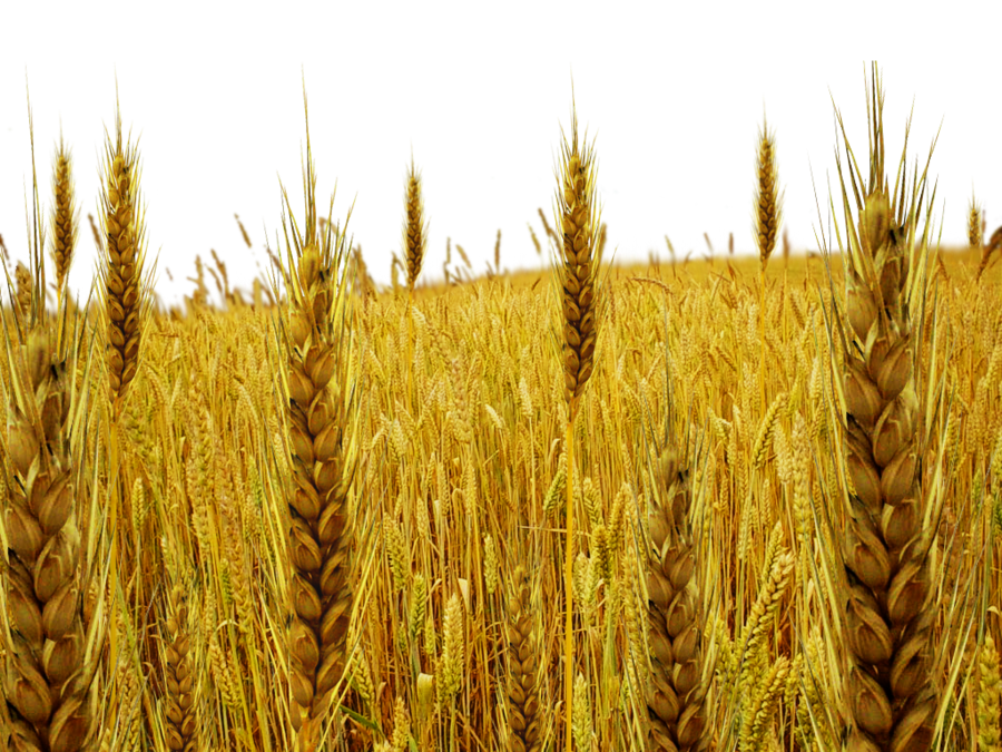 Field Photo Transparent PNG Image