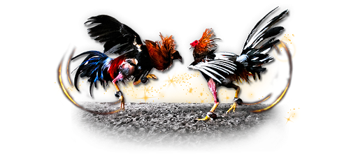 Hen Fight Free HD Image Transparent PNG Image