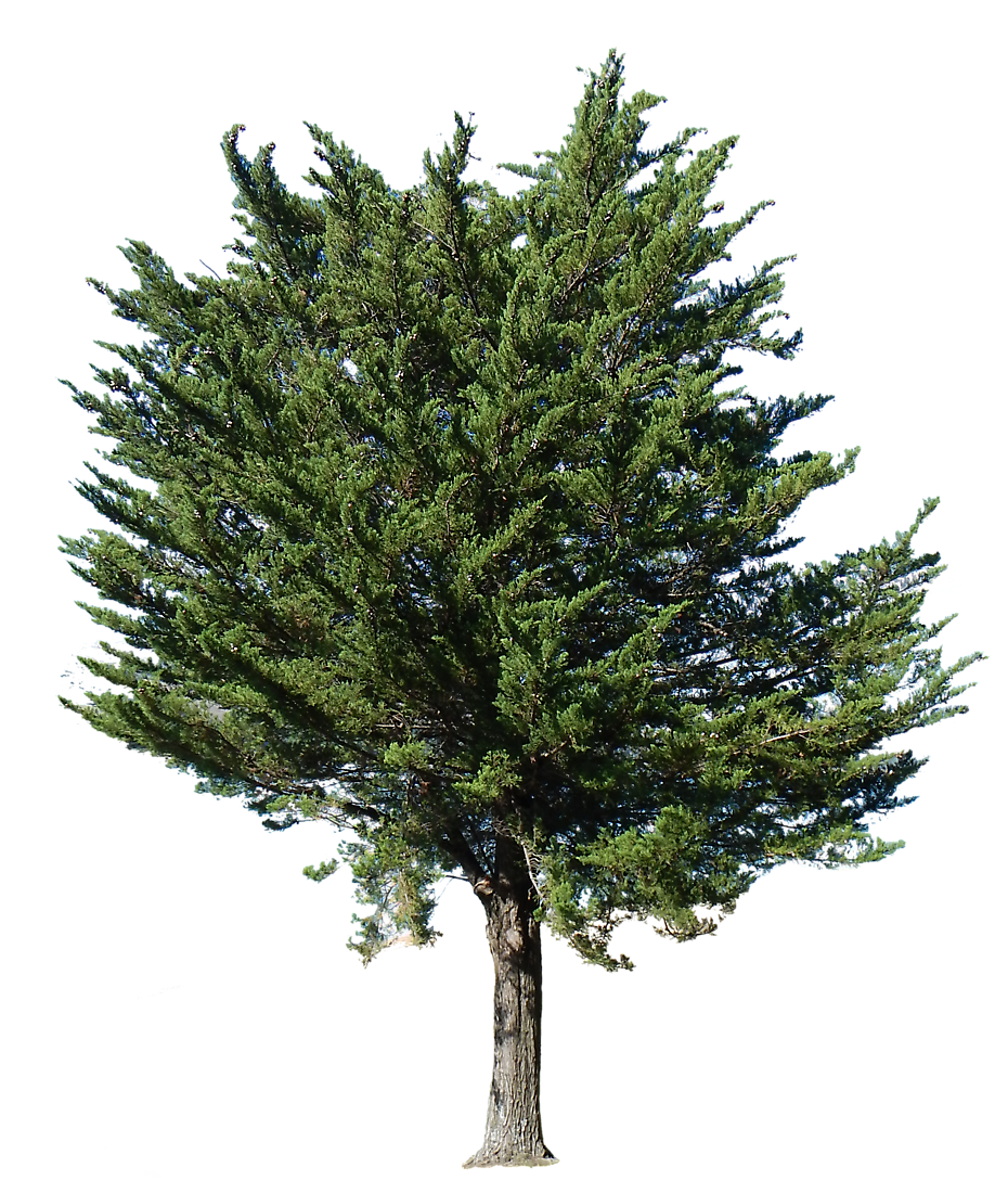 Fir-Tree Png Picture Transparent PNG Image