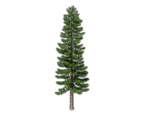 Fir-Tree Png File Transparent PNG Image