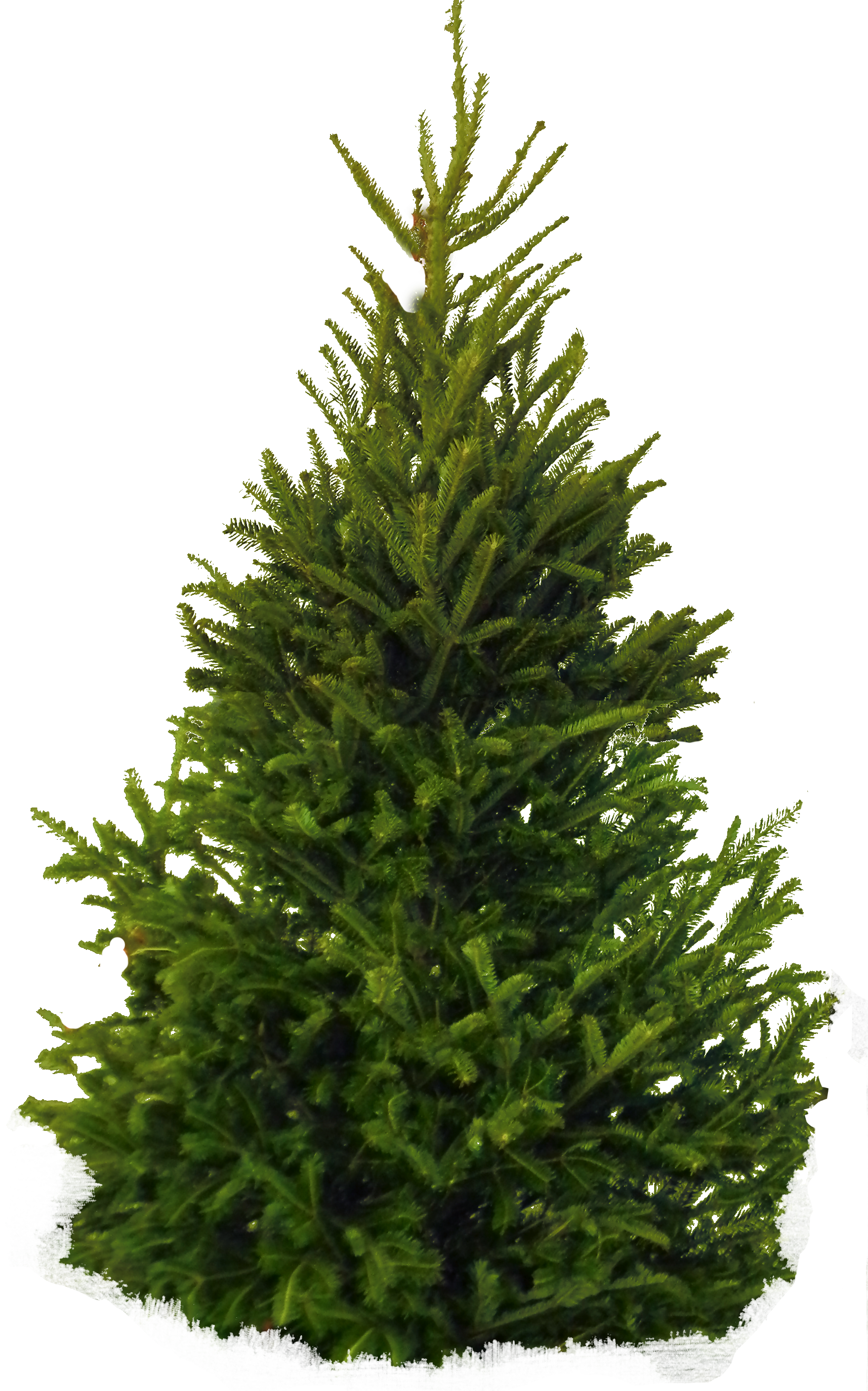 Fir-Tree Png Clipart Transparent PNG Image