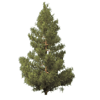 Fir-Tree Picture Transparent PNG Image