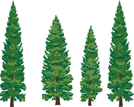 Fir-Tree Png Hd Transparent PNG Image