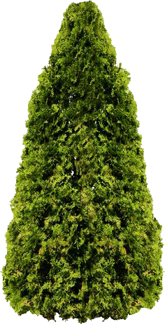 Fir-Tree Png Transparent PNG Image