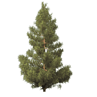 Fir-Tree Png Image Transparent PNG Image