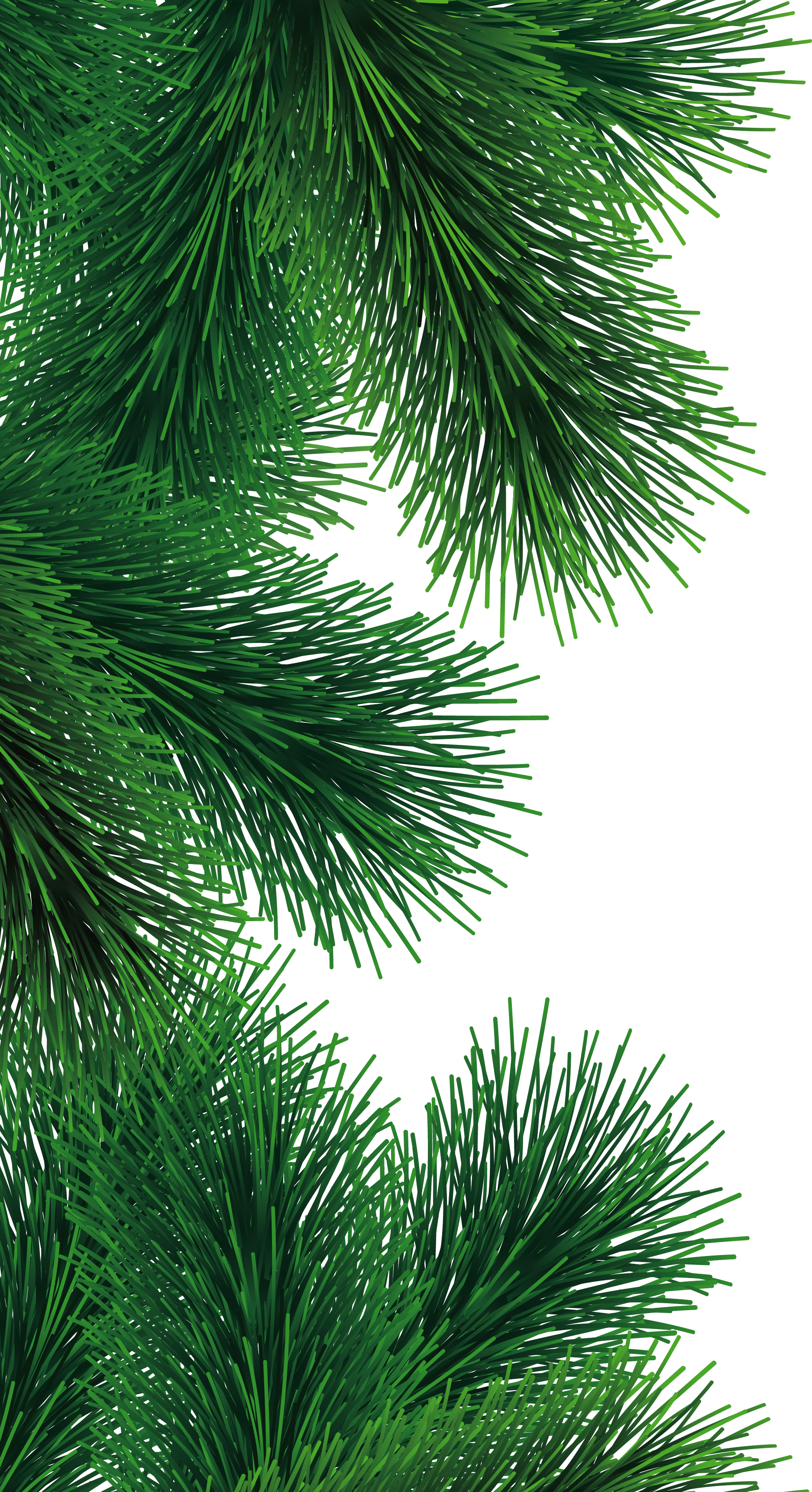 Fir-Tree Branch Png Image Transparent PNG Image