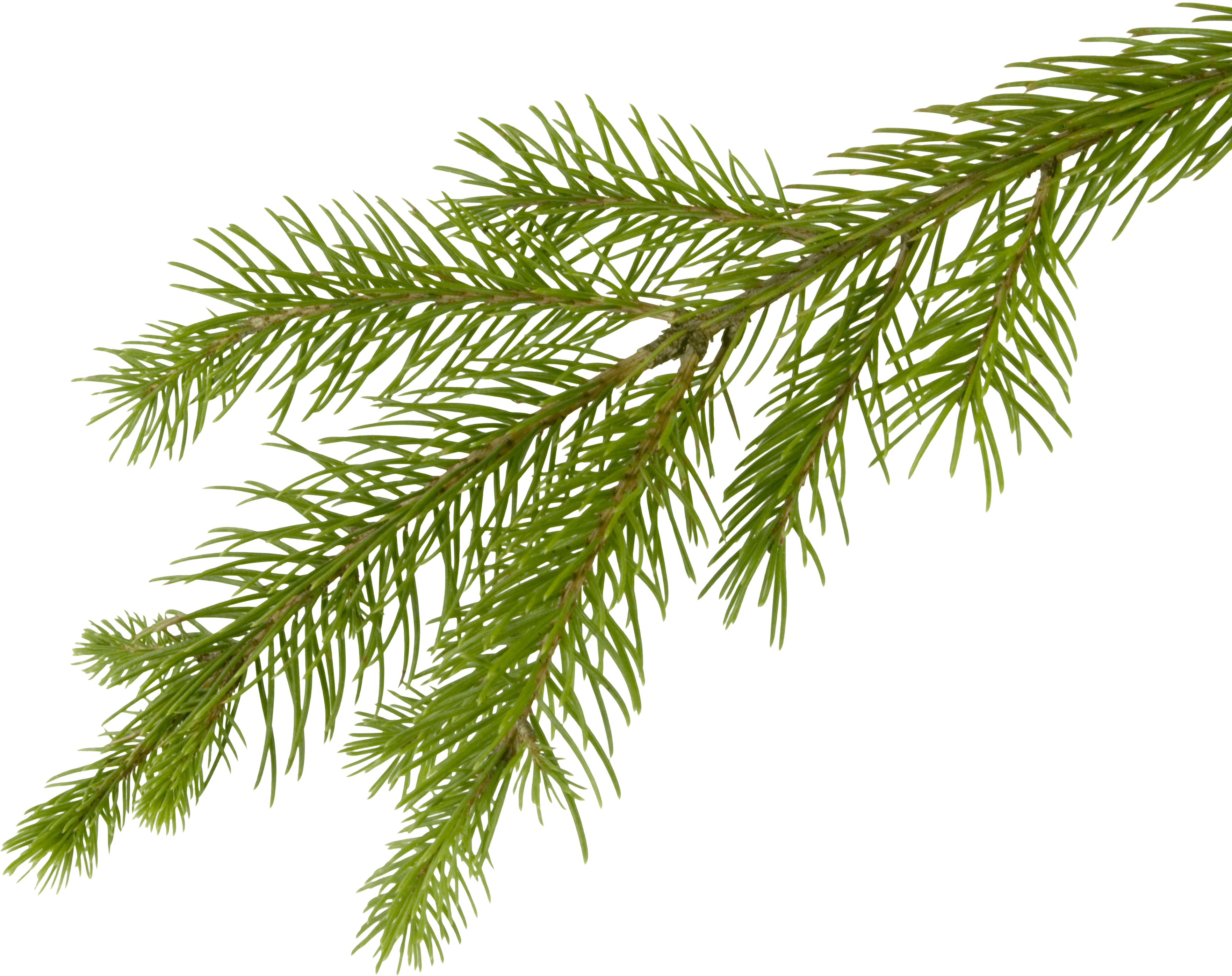 Fir-Tree Png Image Transparent PNG Image