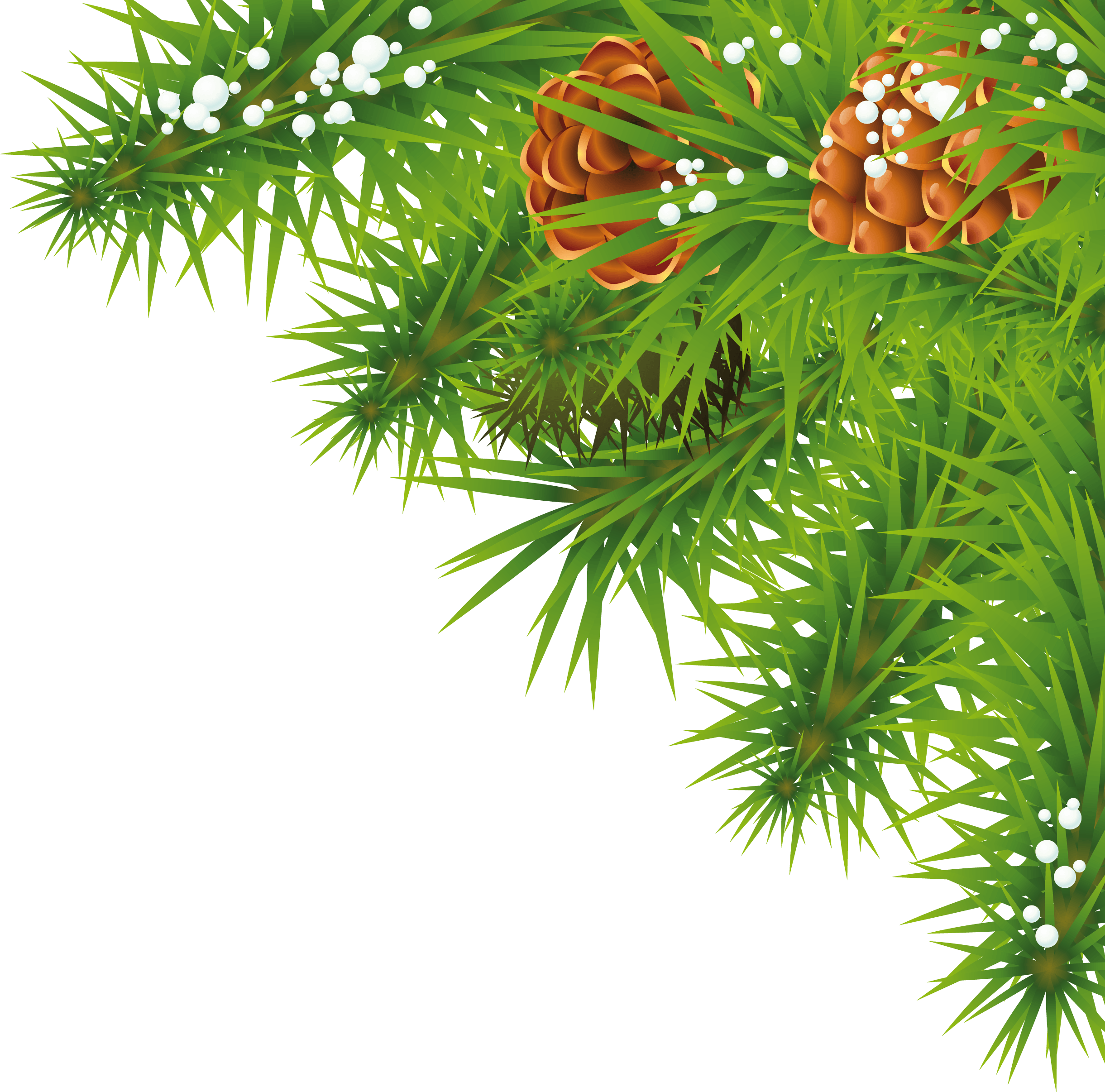 Fir-Tree Branch Png Image Transparent PNG Image