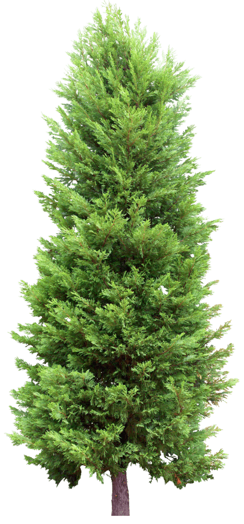 Fir-Tree Png Image Transparent PNG Image