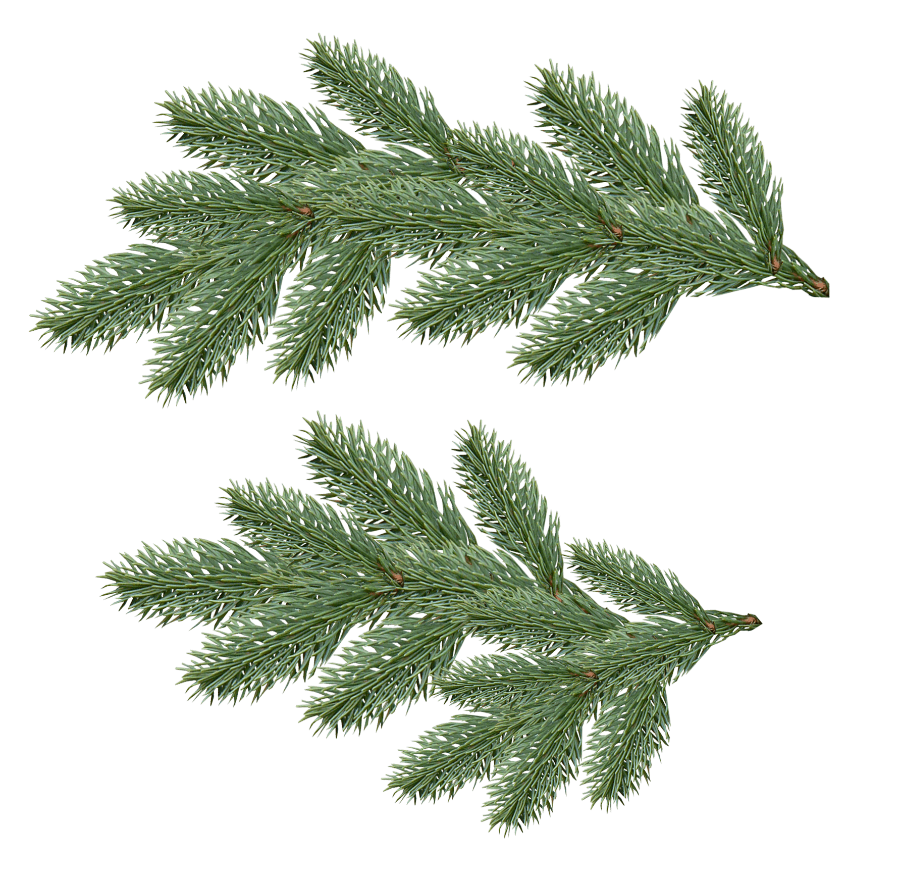 Fir-Tree Png Image Transparent PNG Image