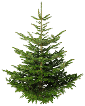 Fir-Tree Png Image Transparent PNG Image