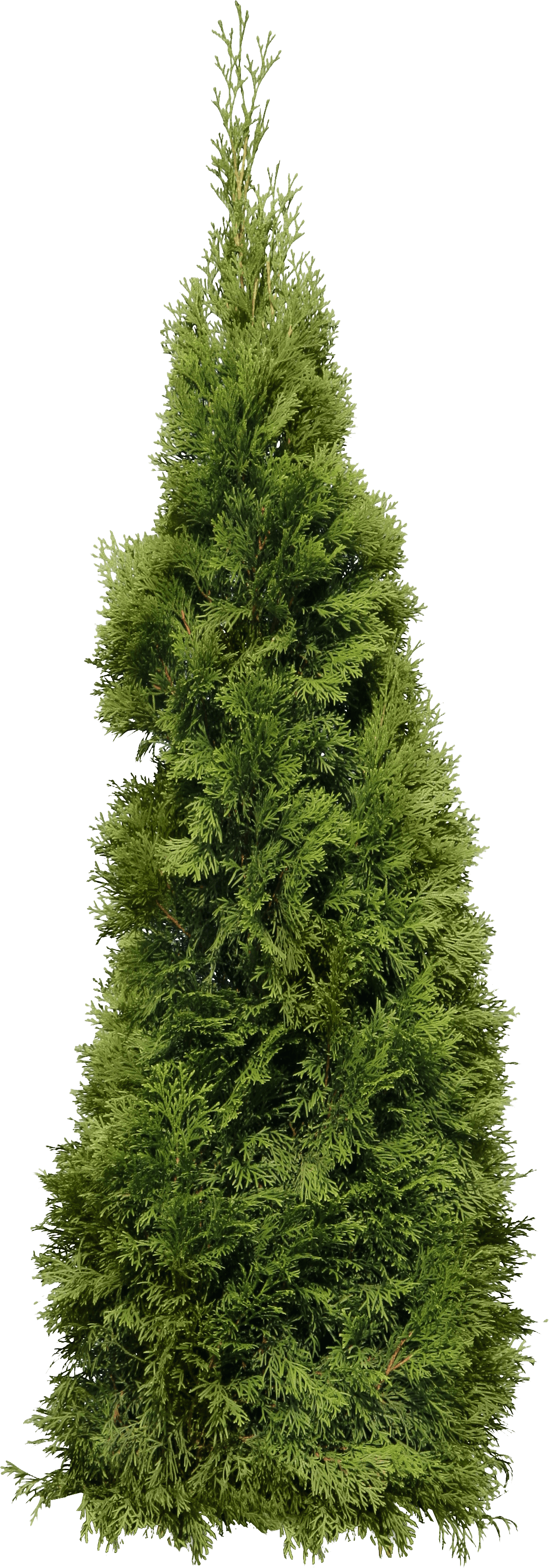 Green Big Fir-Tree Png Image Transparent PNG Image