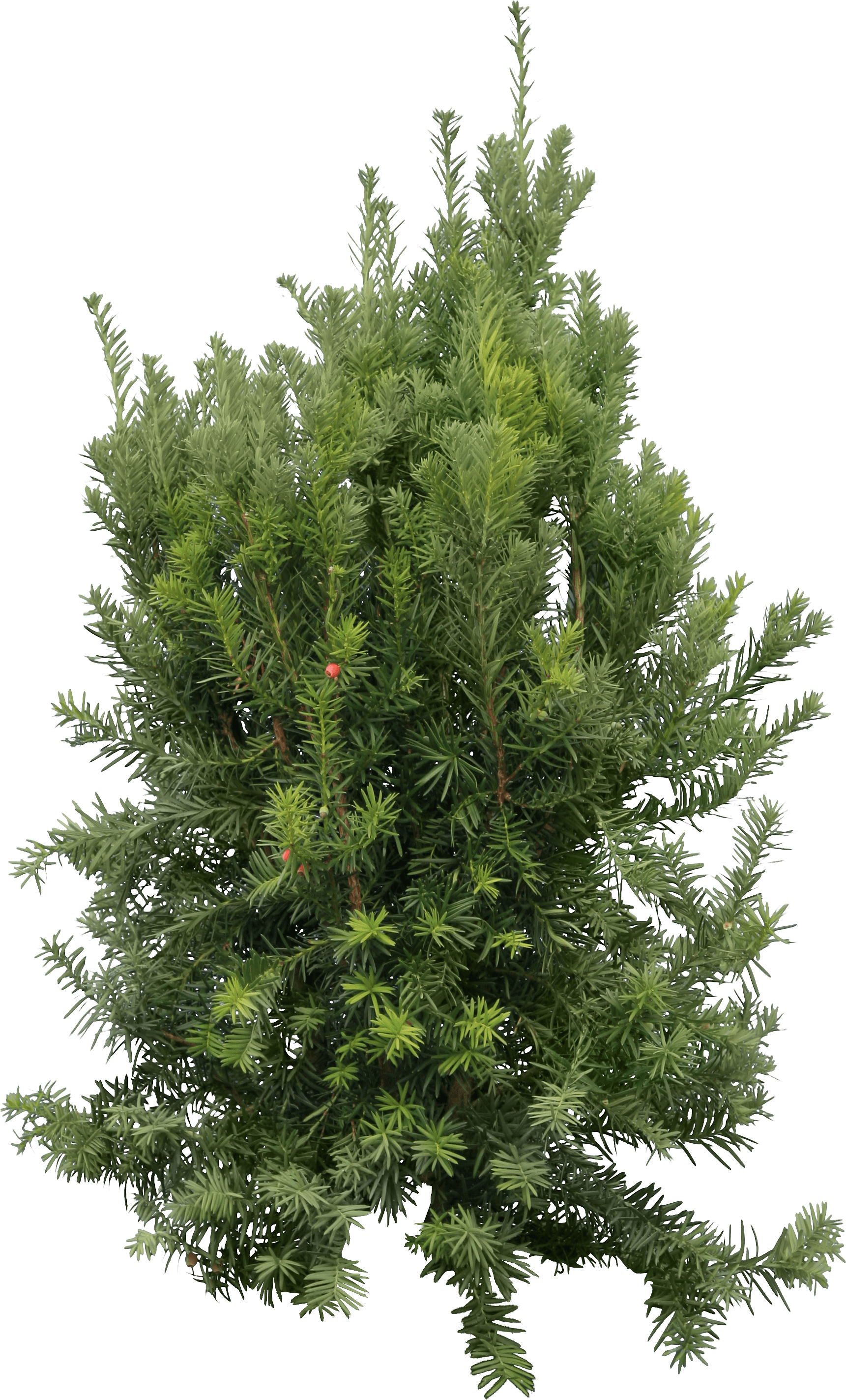 Fir-Tree Png Image Transparent PNG Image