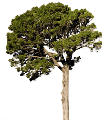 Fir-Tree Png Image Transparent PNG Image