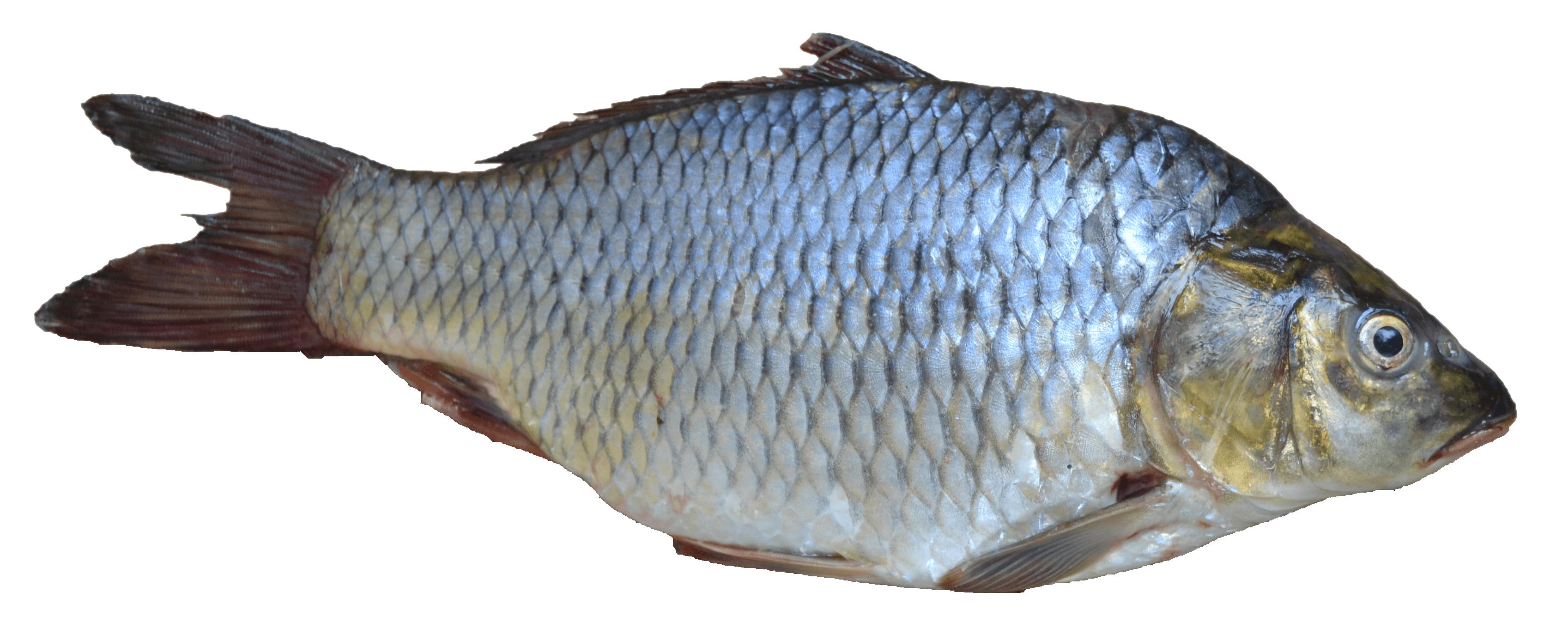 Fish Png Image Transparent PNG Image