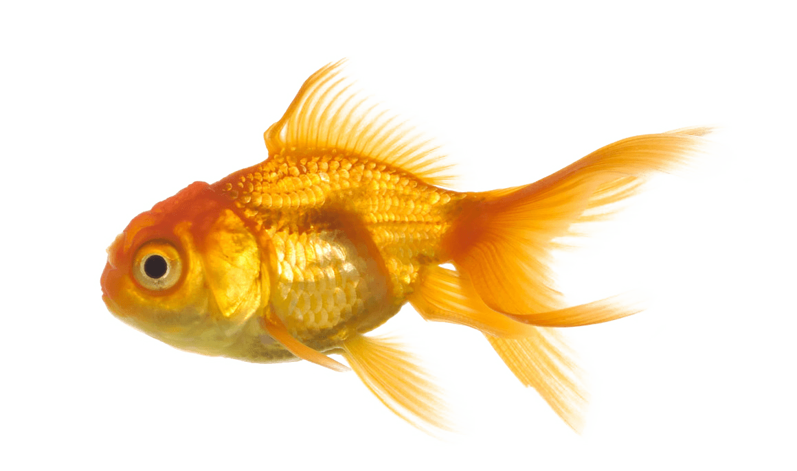 Gold Fish Png Image Transparent PNG Image