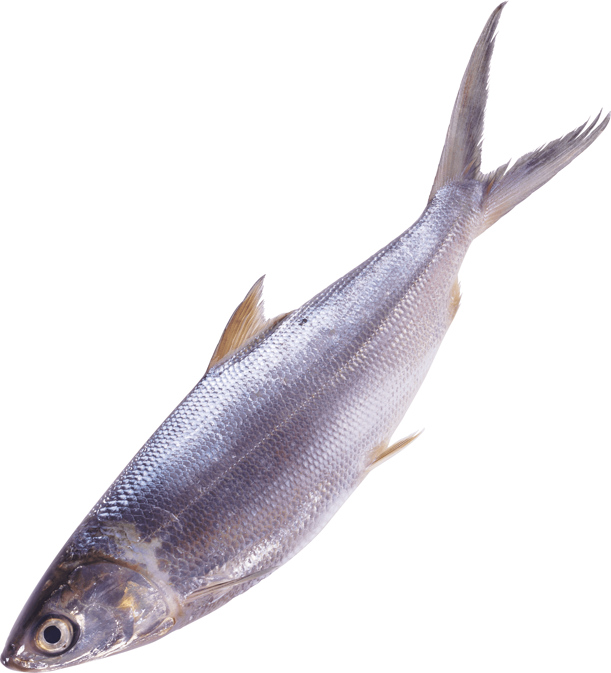 Fish Png Image Transparent PNG Image