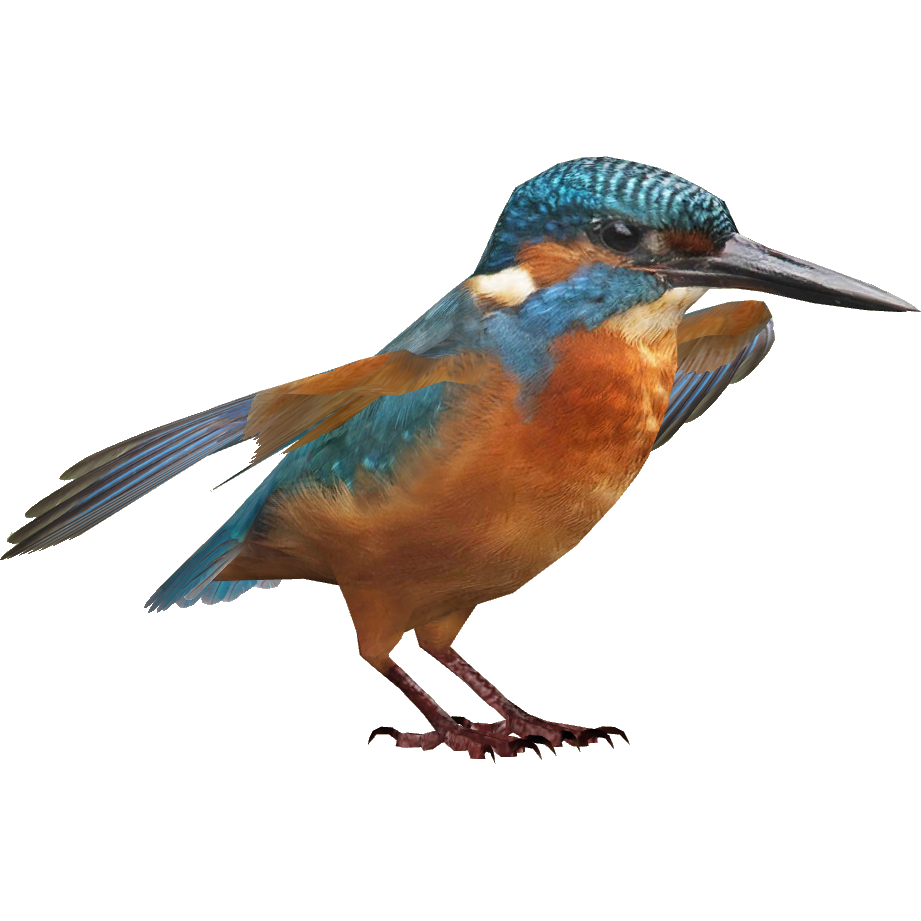 Kingfisher Bird Beak PNG Free Photo Transparent PNG Image