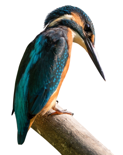 Kingfisher Pic Bird Beak Free Clipart HQ Transparent PNG Image