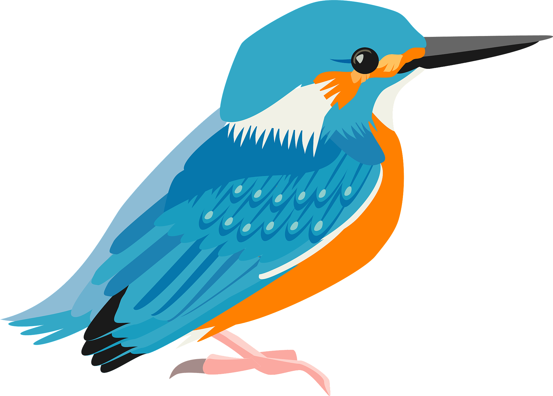 Kingfisher Bird Beak Download HQ Transparent PNG Image