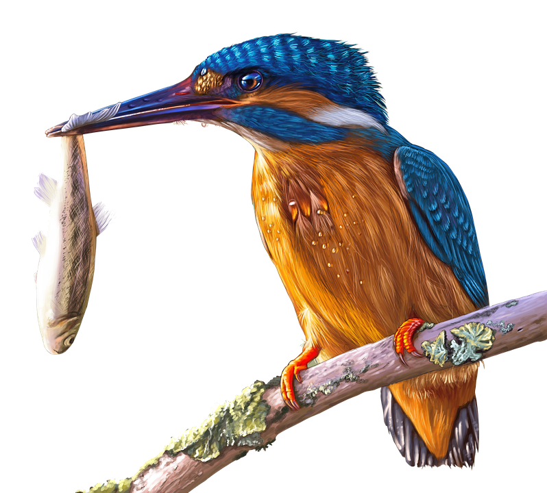 Kingfisher Bird Beak Free Download PNG HD Transparent PNG Image