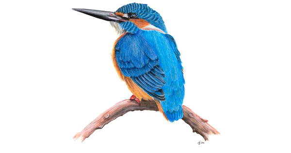 Kingfisher Bird PNG Download Free Transparent PNG Image