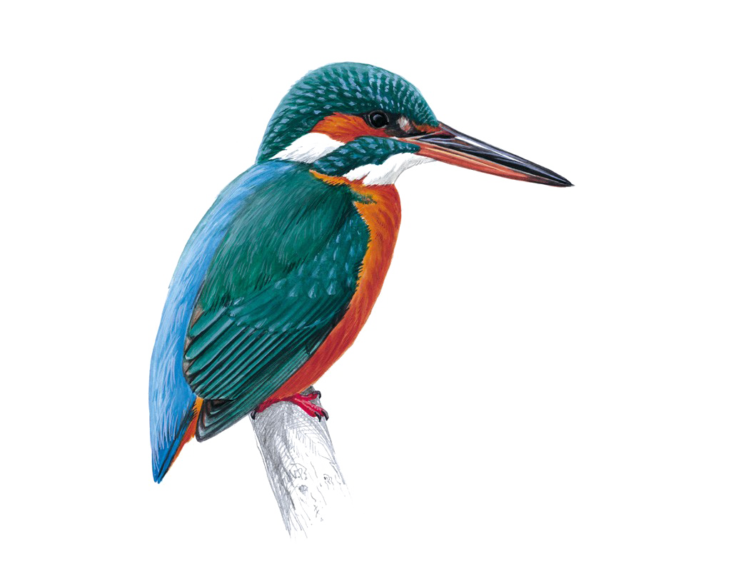 Kingfisher Bird Free Transparent Image HQ Transparent PNG Image