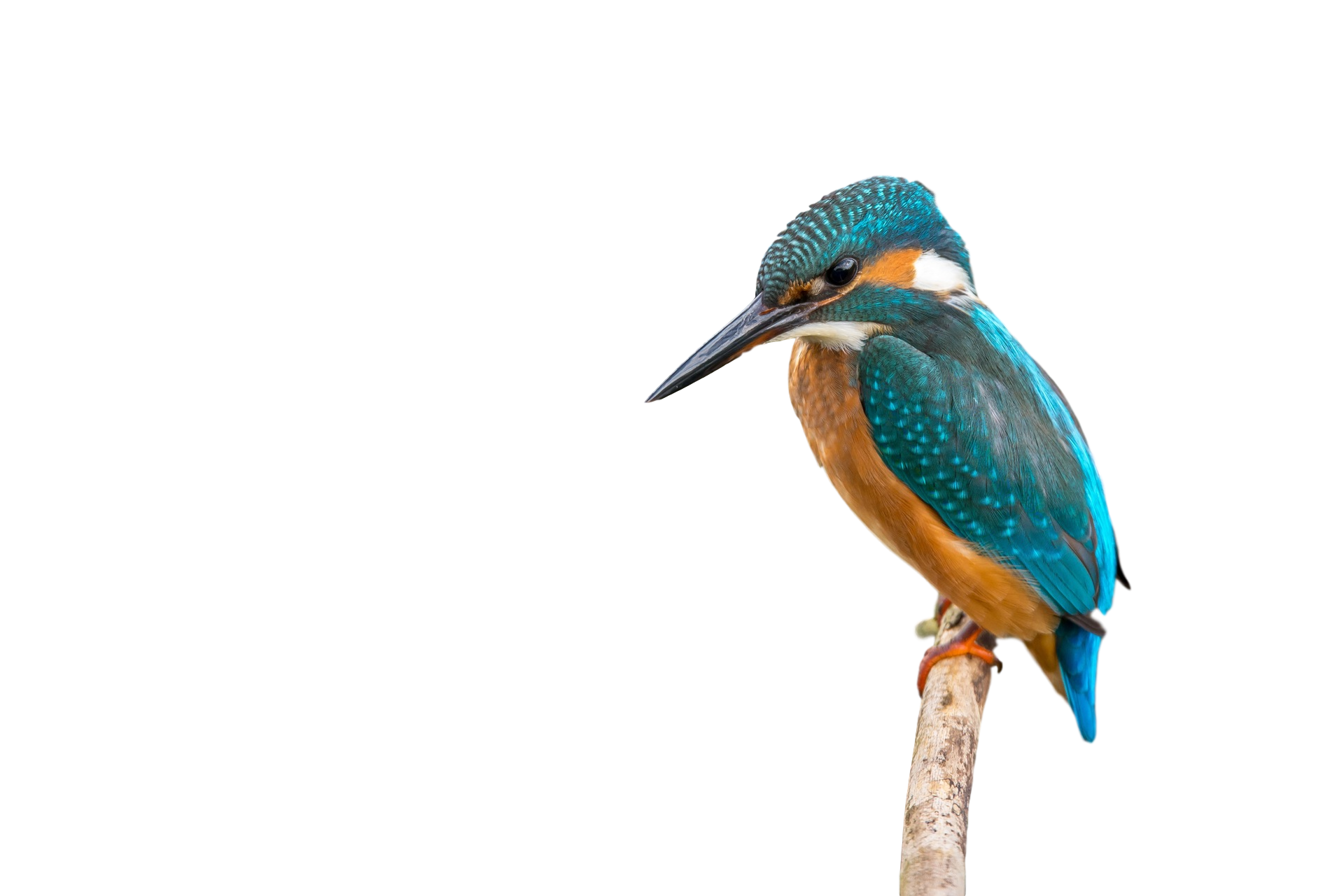 Kingfisher Bird Free Transparent Image HD Transparent PNG Image