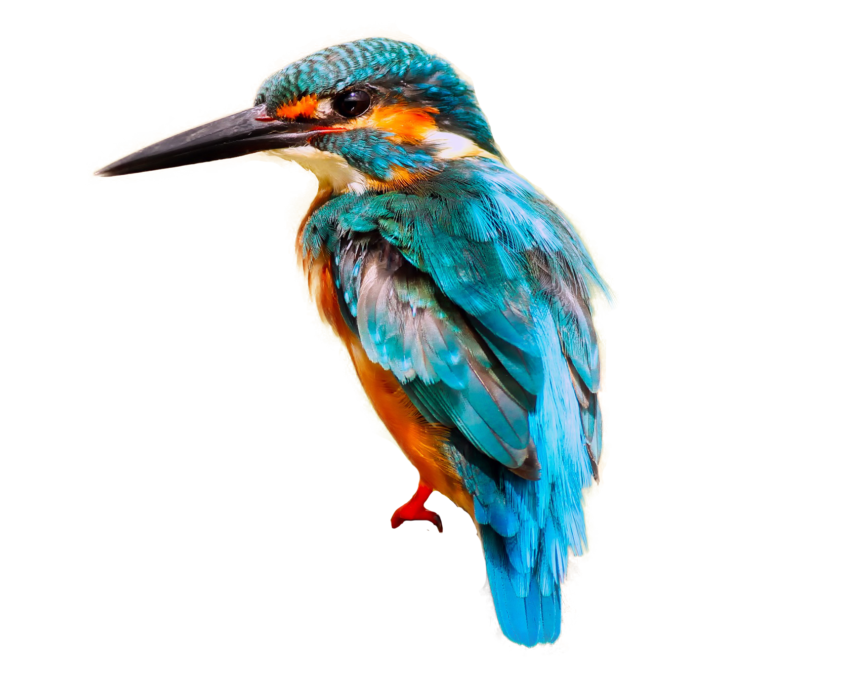 Kingfisher Bird Free PNG HQ Transparent PNG Image