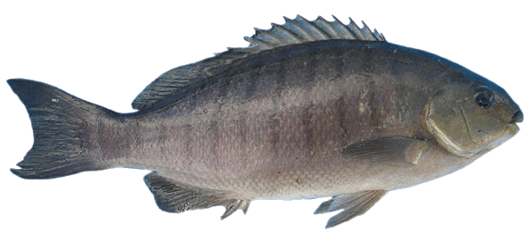 Fish Png Image Transparent PNG Image